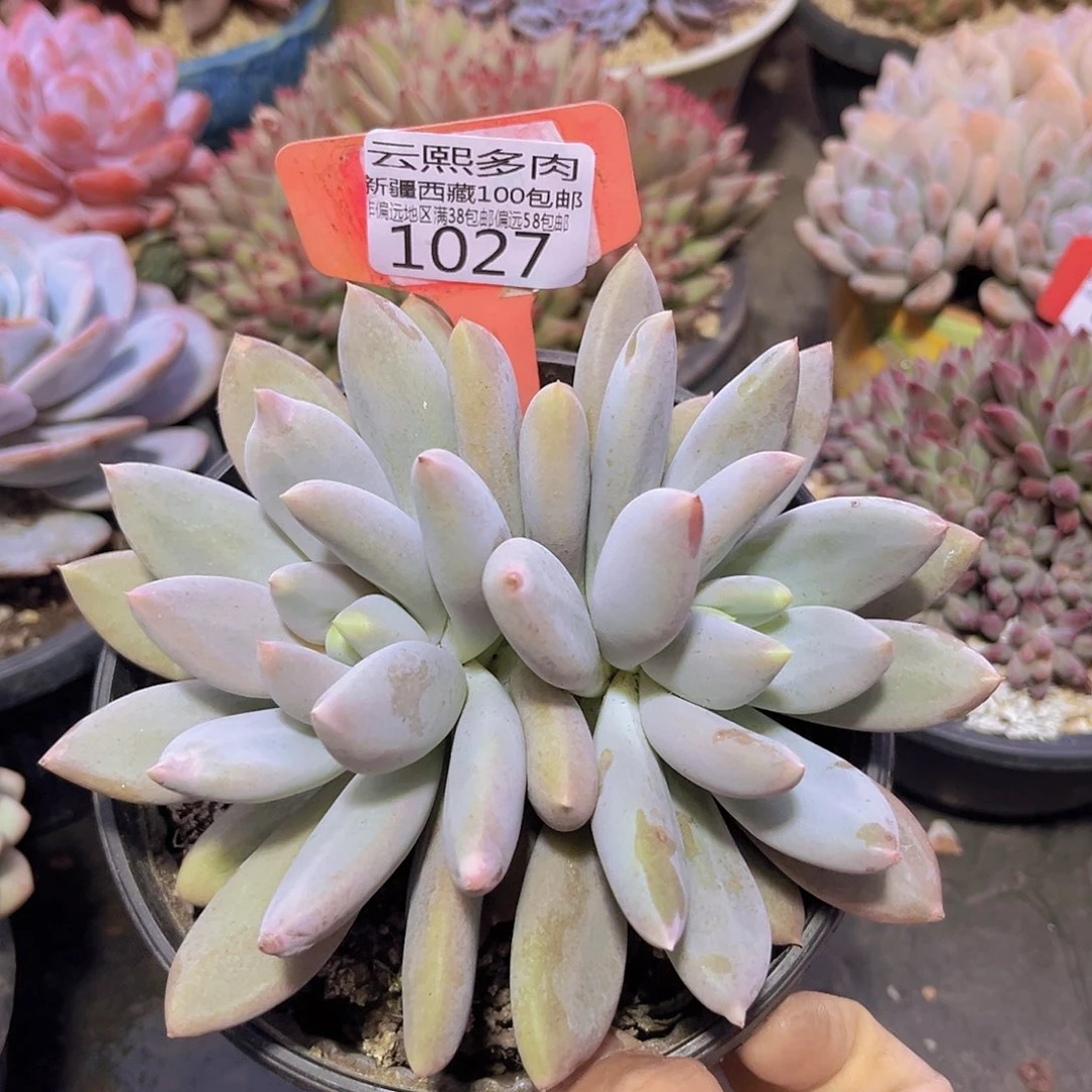 1027彩体哥特萝莉多肉植物