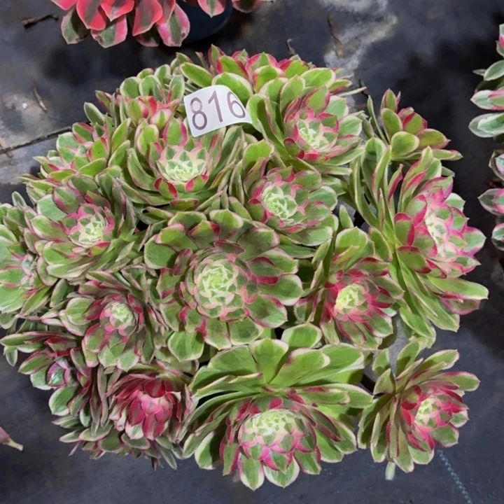 00000000000816孔雀翎