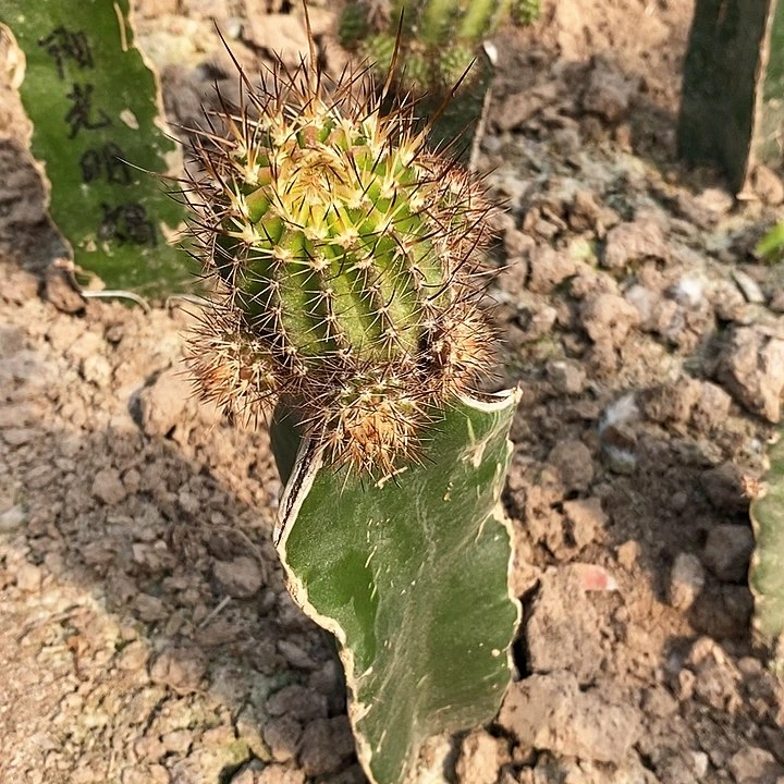 美*姐阳光明媚/脱土脱盆20包邮/