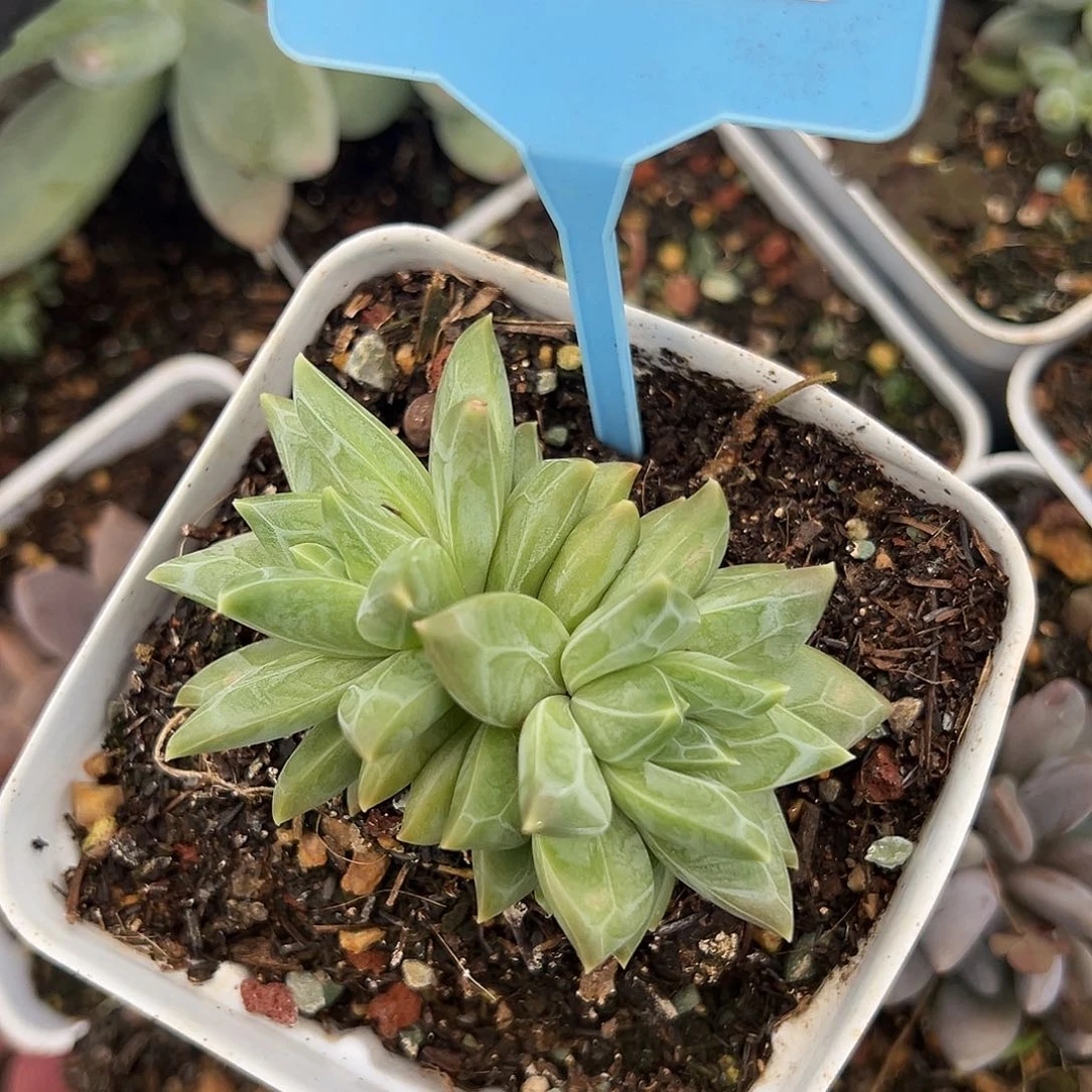 暗纹美人多肉植物066