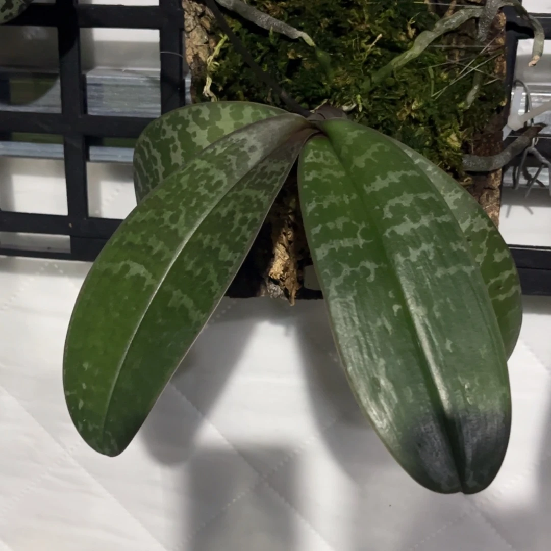 无花朵板值沙巴西抽梗苗
