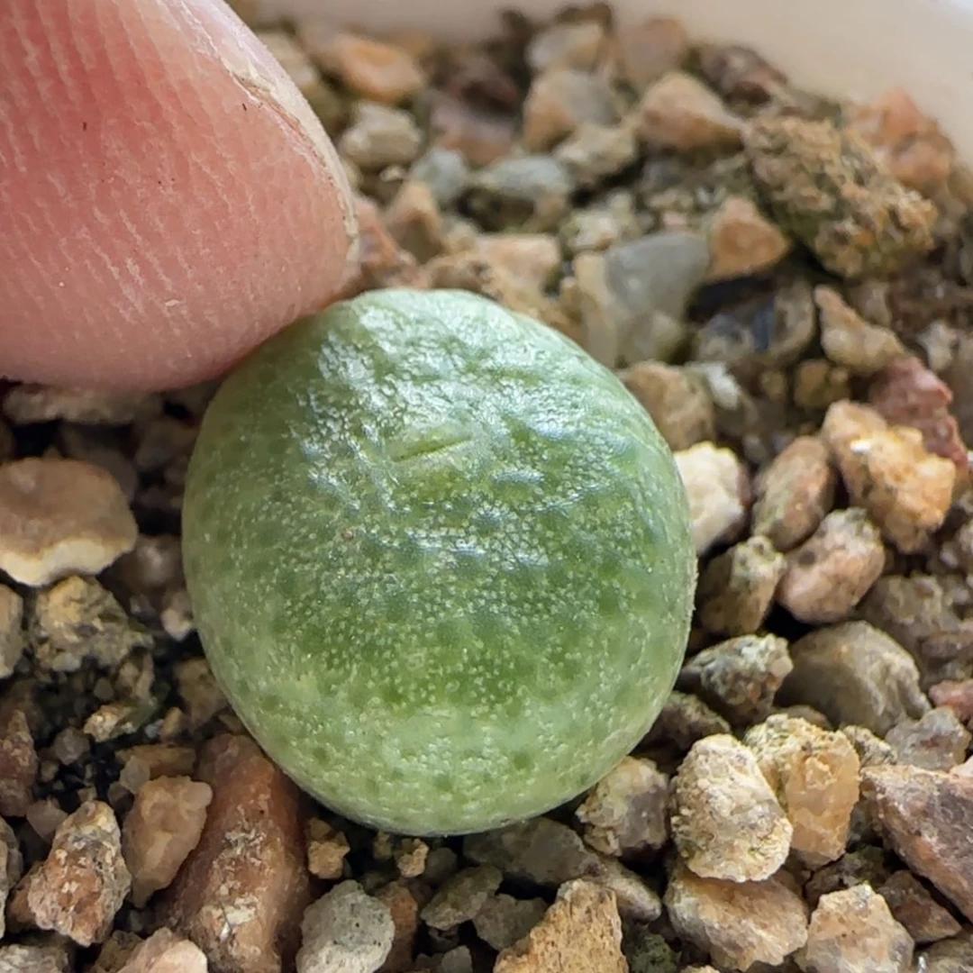 【闪购商品】杨**露7856