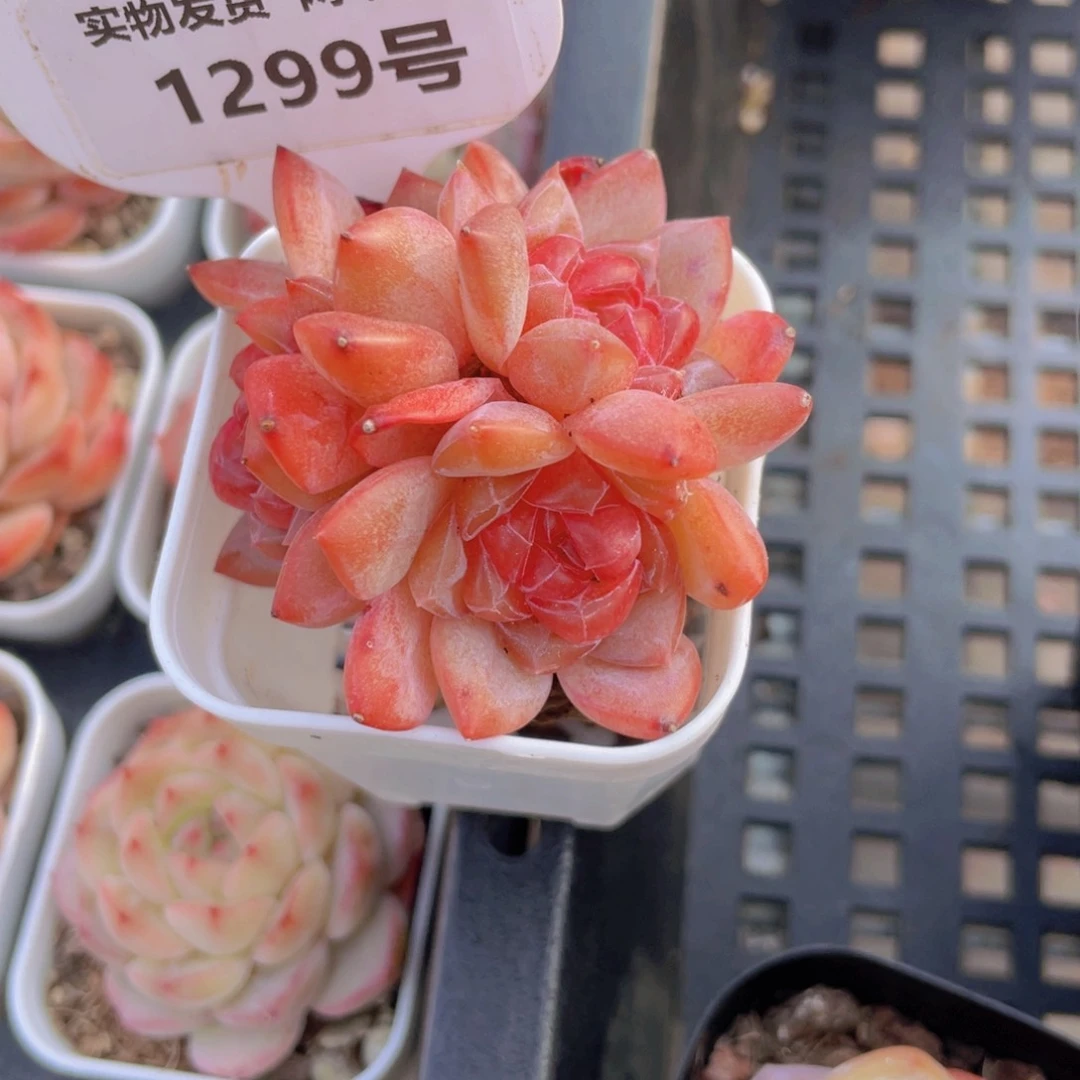 1299号全状态糖心珍妮琥珀多头