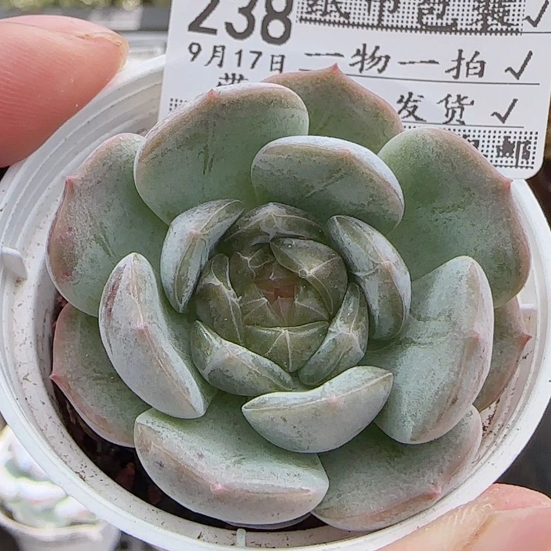 多肉0917--238白恋