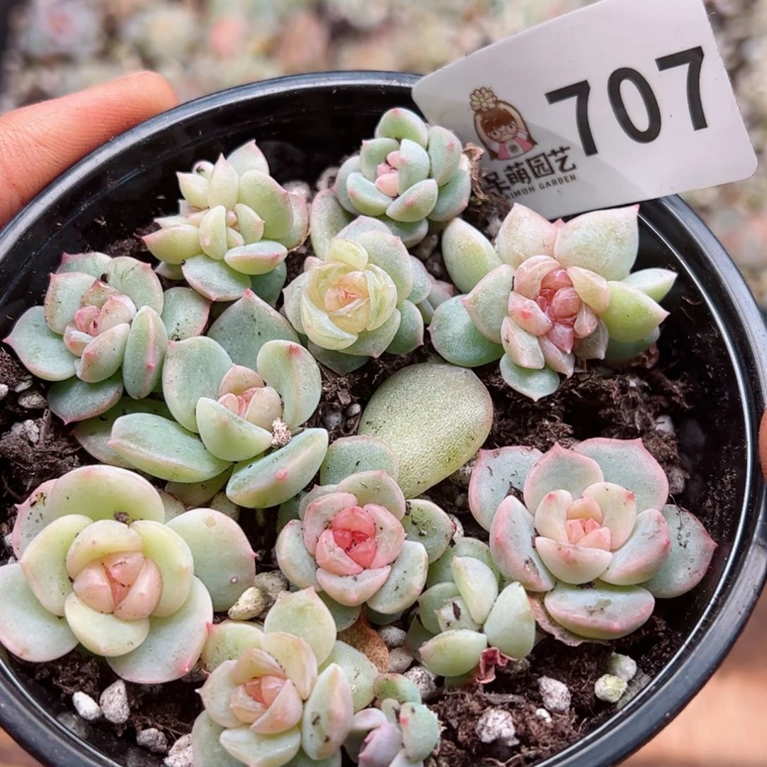 多肉植物多肉植物