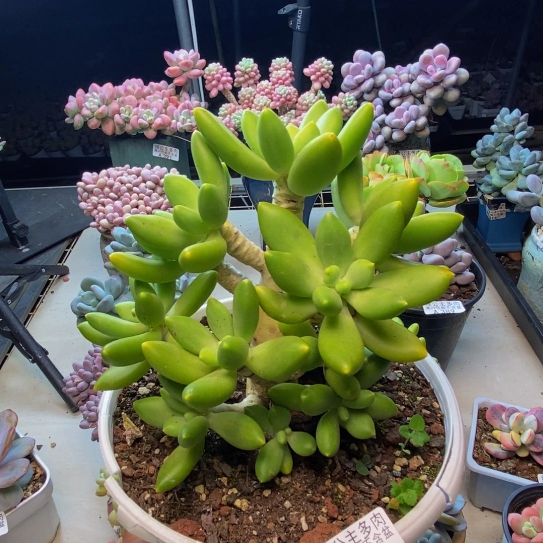 440金蟾芒果奶多肉17cm