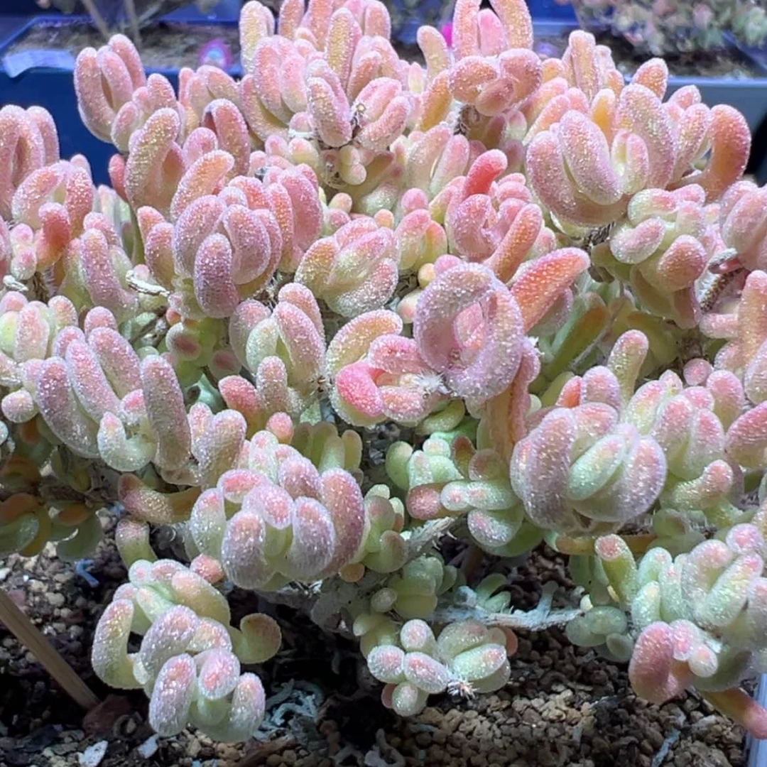 【闪购商品】d363老桩橙叶锦枝干番杏