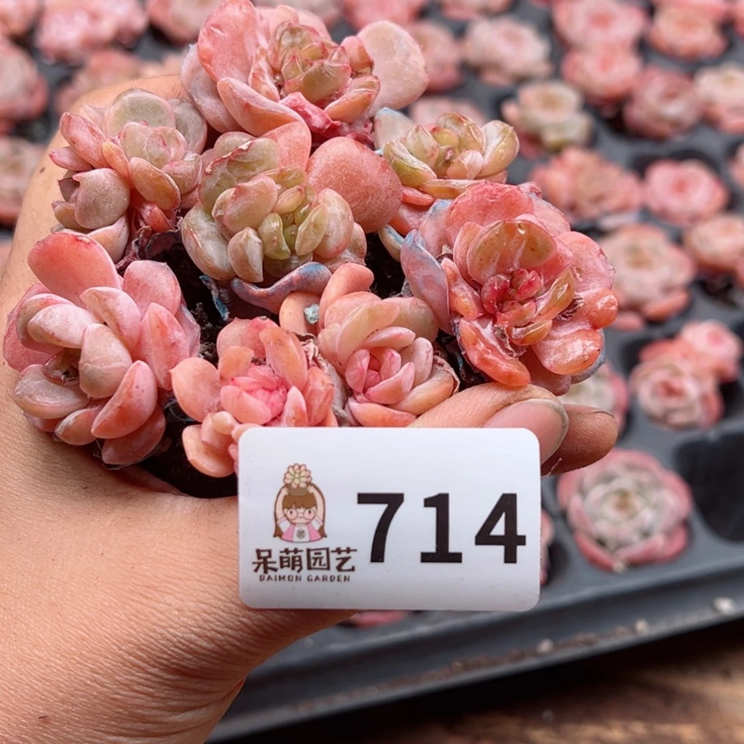 溪*多肉植物多肉植物