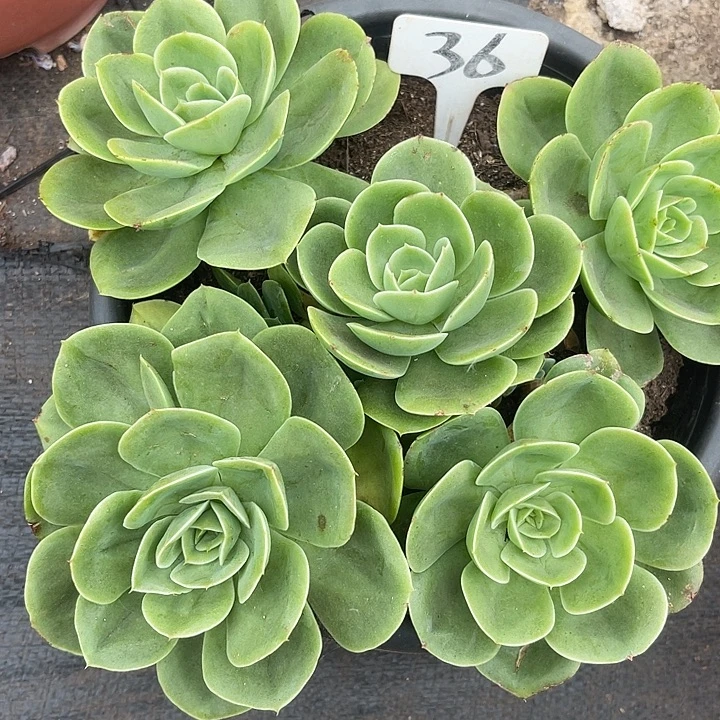 晨语多肉，一物一拍36星娜塔