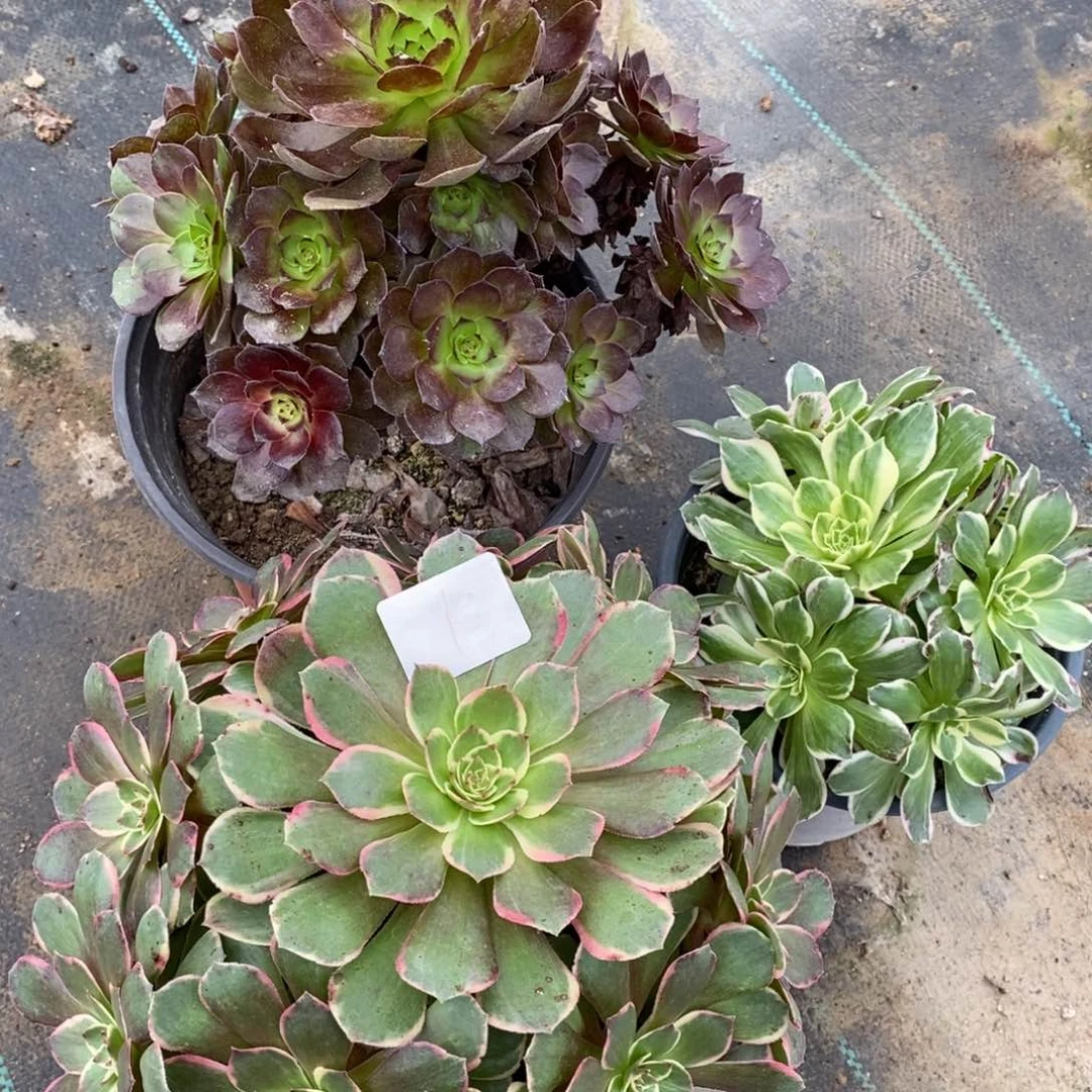 多肉植物组合拼盘1