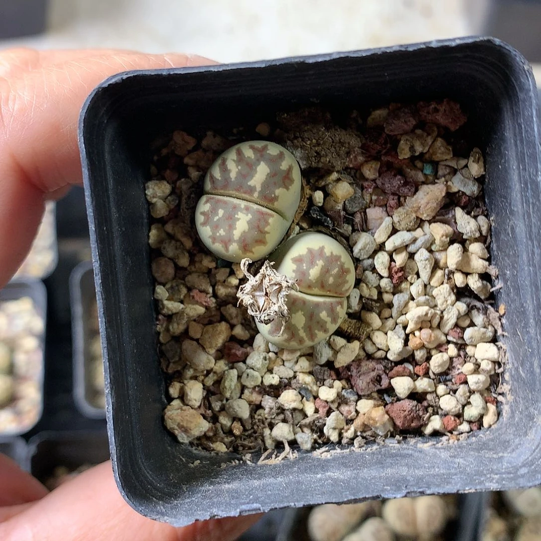 萍*?K424多肉植物保护