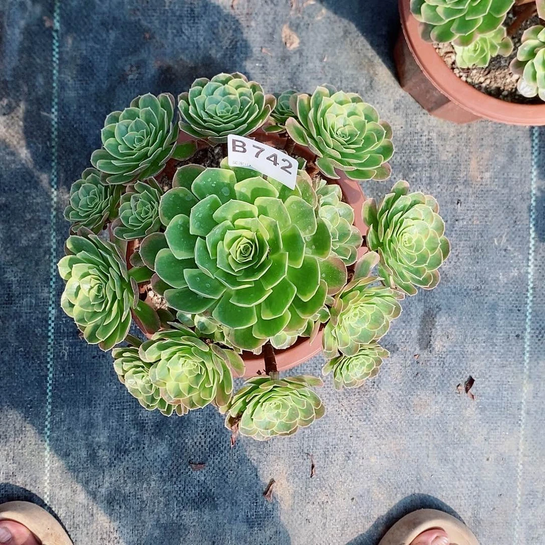 奶白742多肉11111