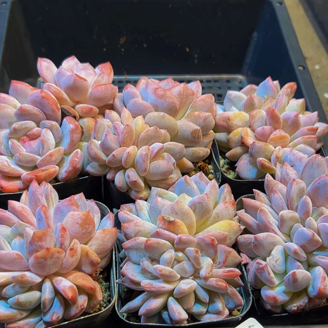 281多肉的小龙虾和小龙虾w