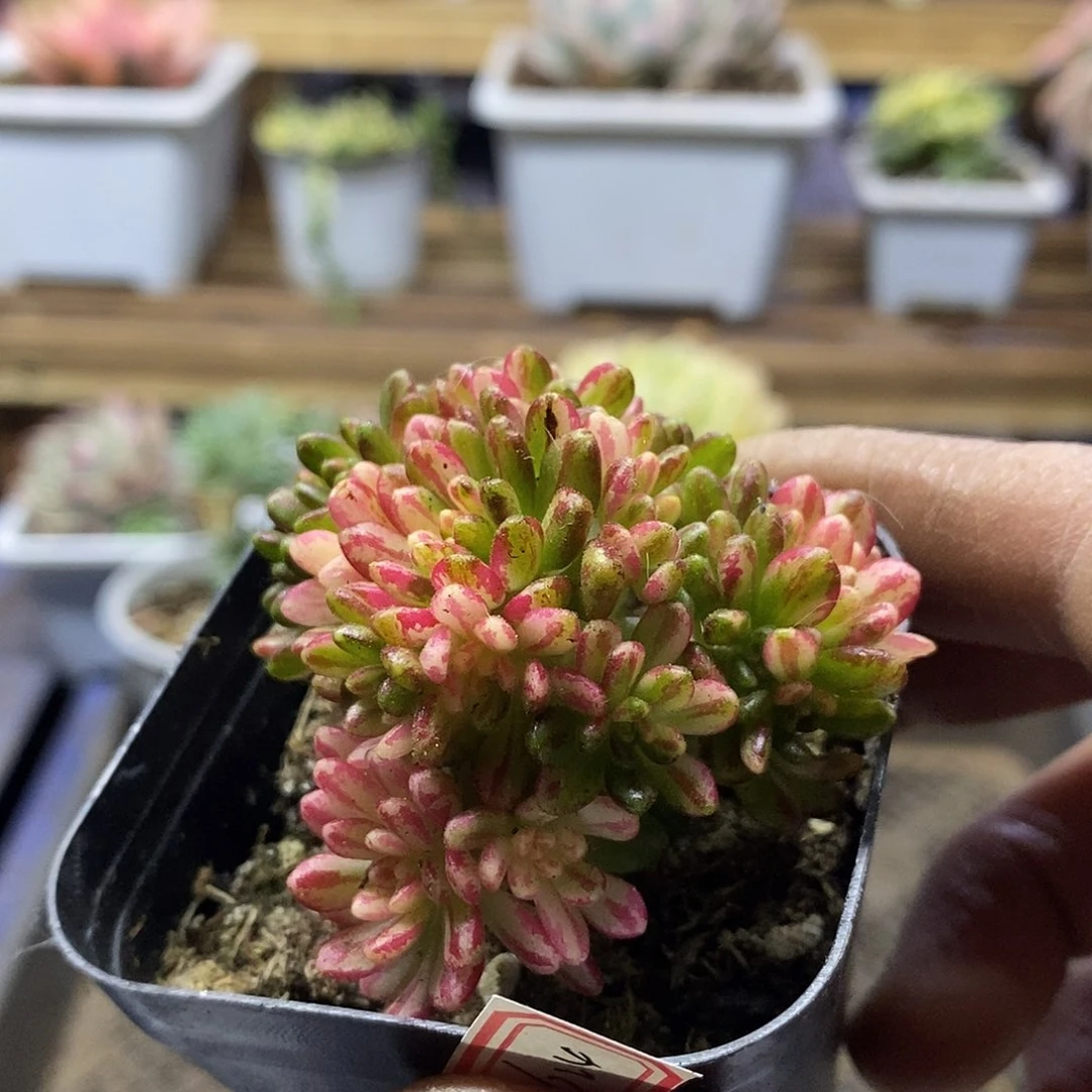 1624 小人祭锦多肉