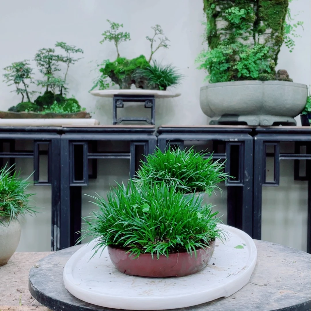 无铅玻璃珊*铁线蕨的根茎较长或