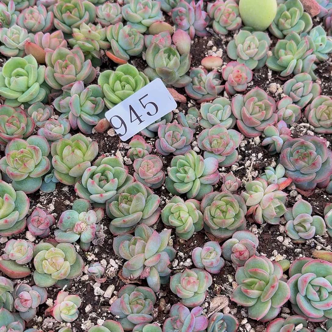 大*鹿多肉植物多肉植物945