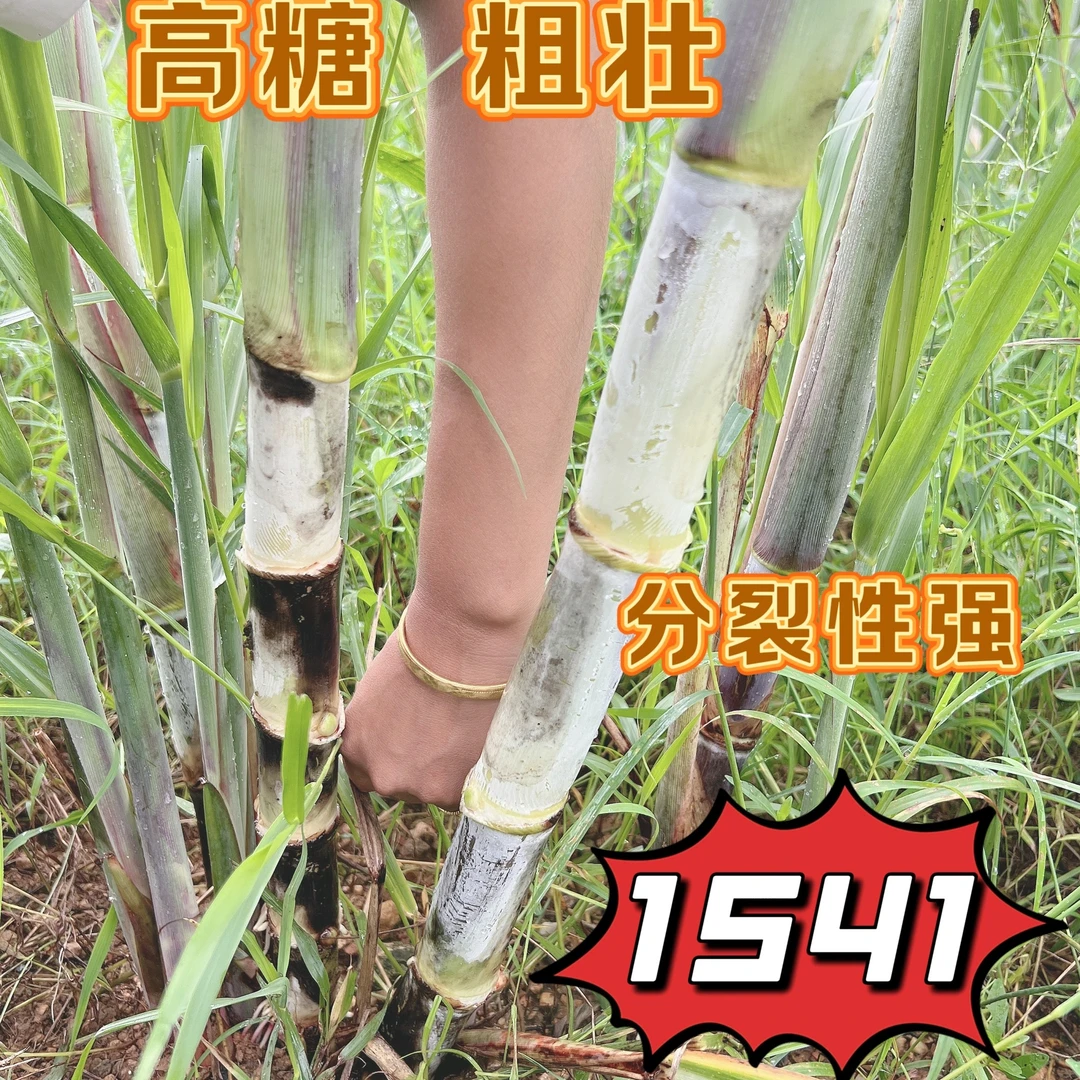 1541 高产高糖甘蔗 分裂性强