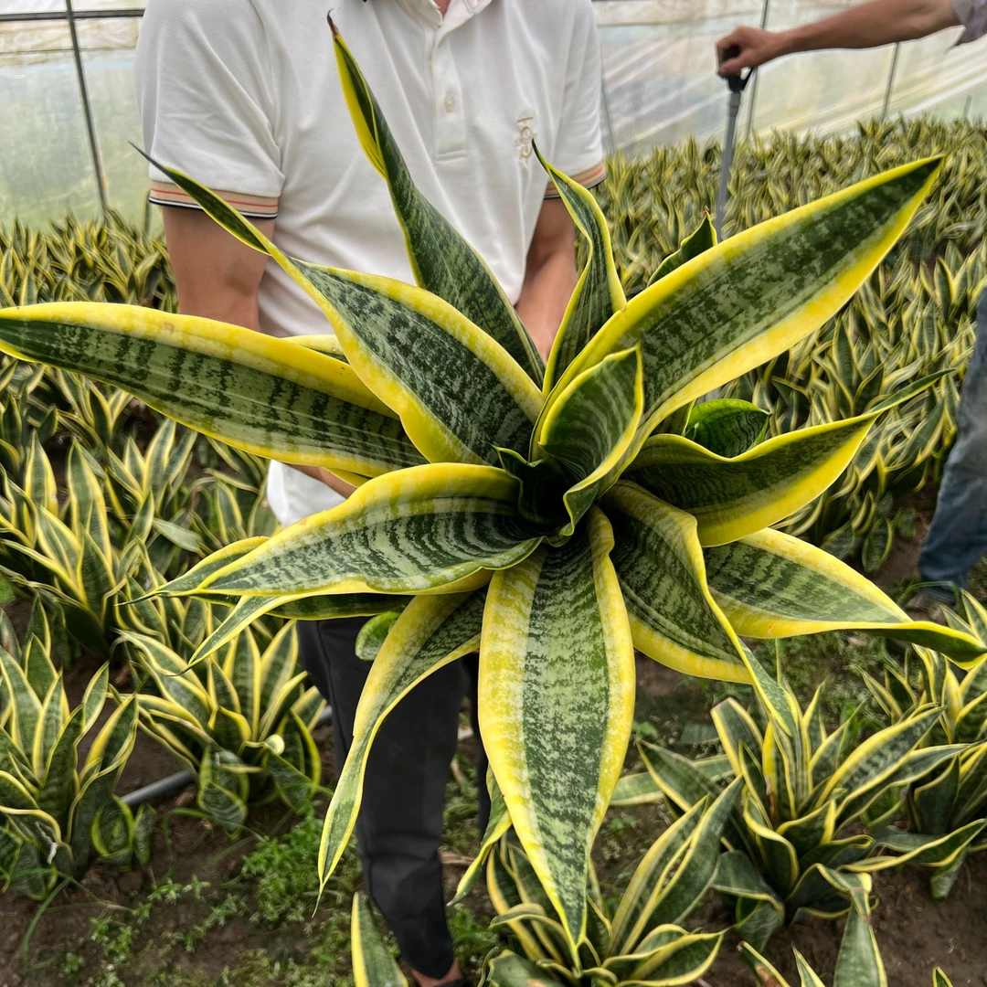 虎皮兰盆栽室内外绿植吸甲醛净化空气好养易活懒人植物