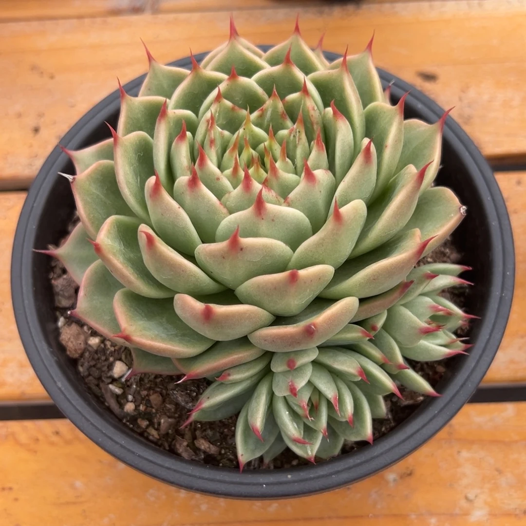 多肉植物托斯卡内莉