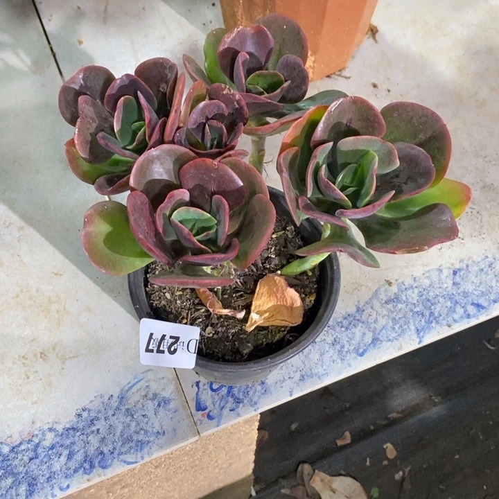 小***五277大唐多肉植物多肉