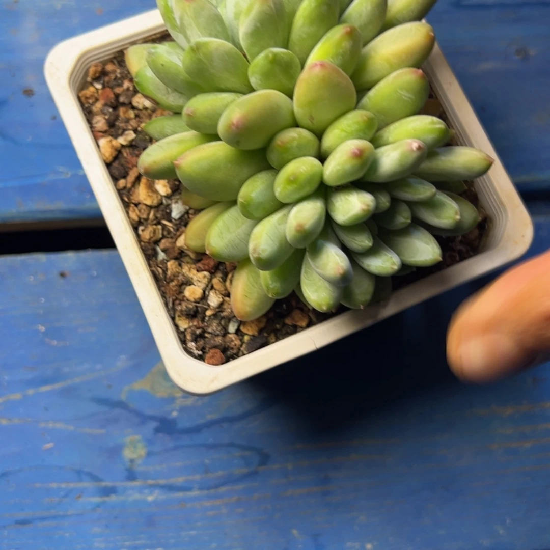咖啡豆多肉植物19.8