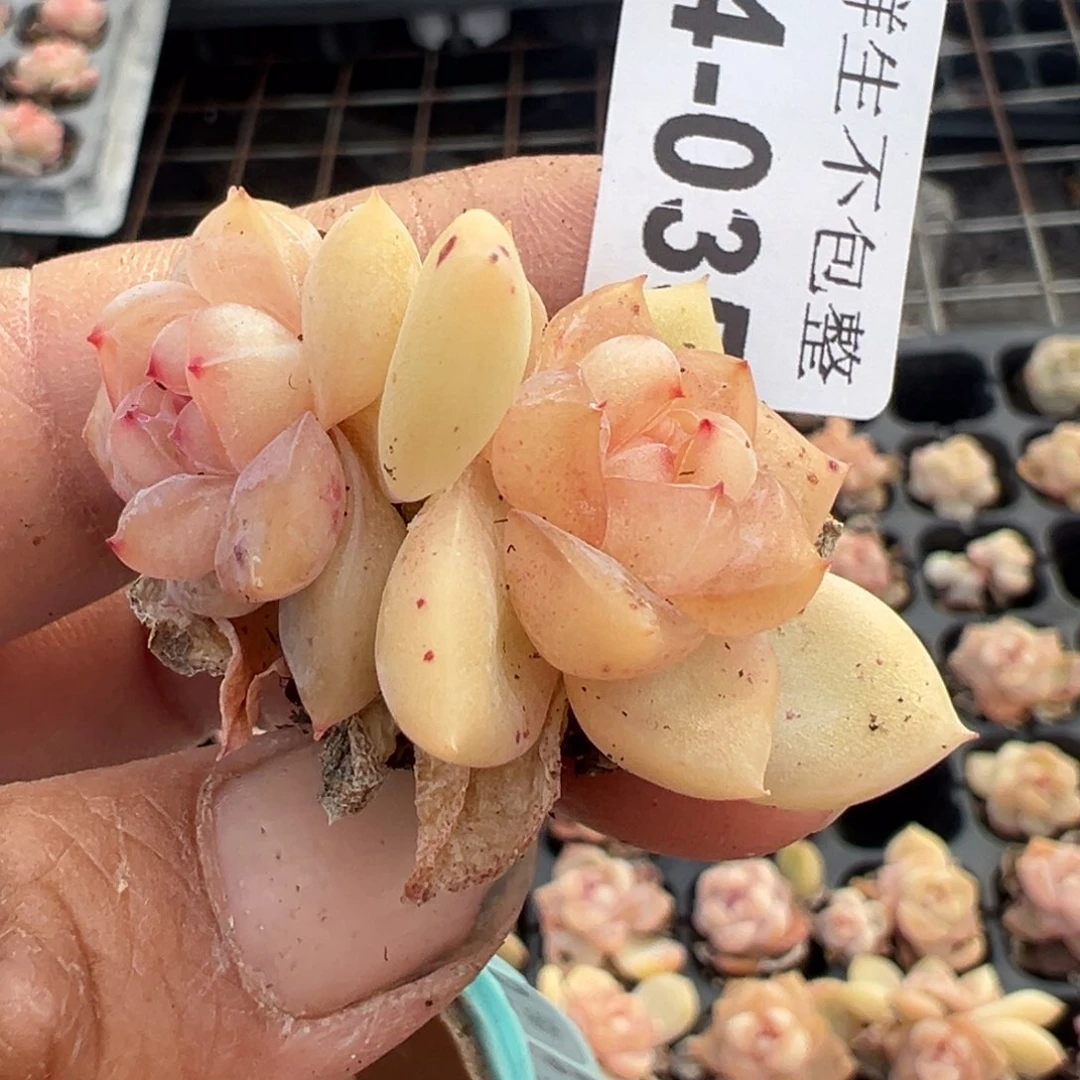 小卡拉米糖心一物一拍14-35