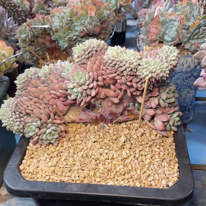 【闪购商品】白马缀