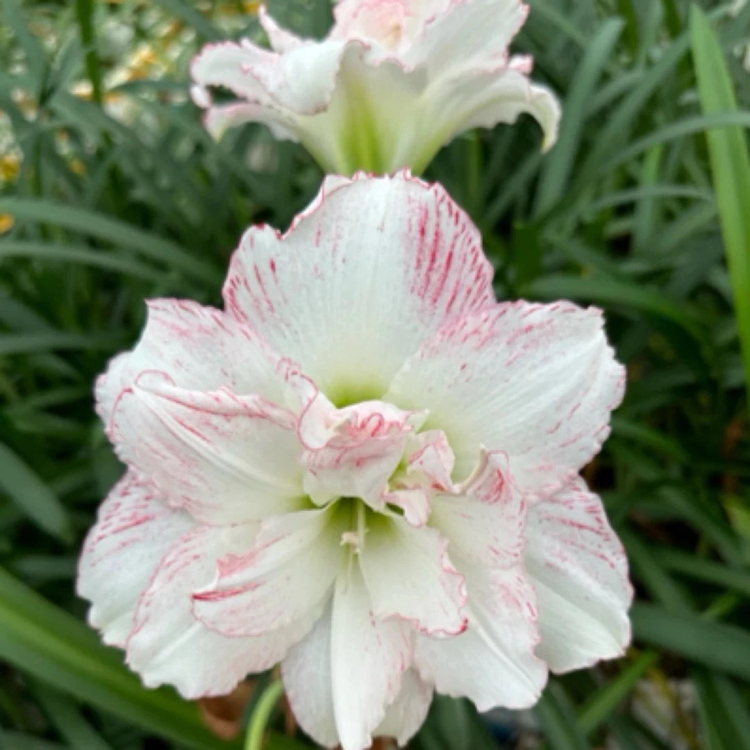 【一物一拍】满60包邮 朱顶红杂交球现场挑选 商品图片仅供参考