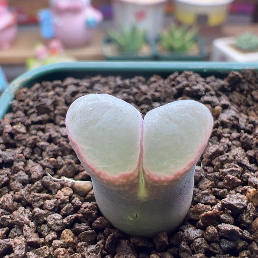 961。青蛙四年10km粉黛