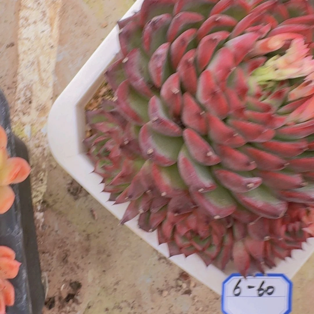 6-60篝火凡艺多肉