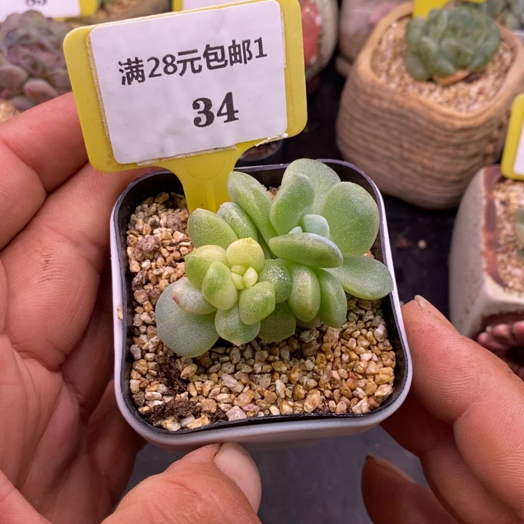 134冰玉锦福利，双头拉丝
