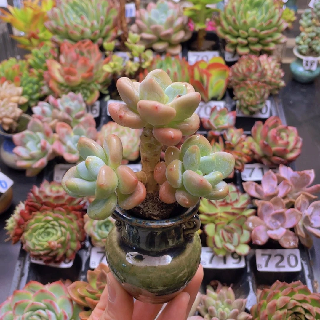 吞****吐花器花器花器花器