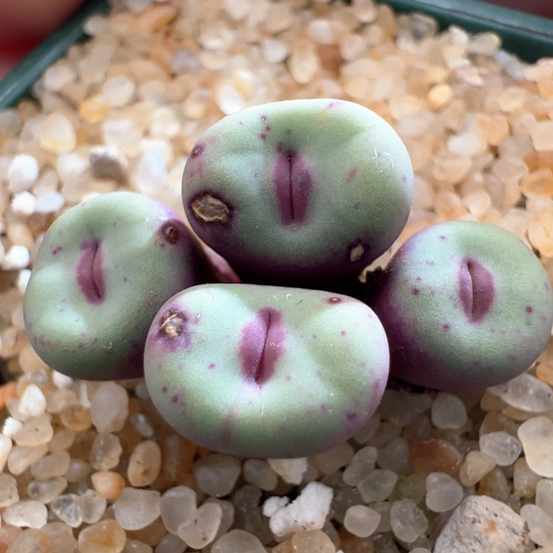 525。优选0089红嘴。 带盆土