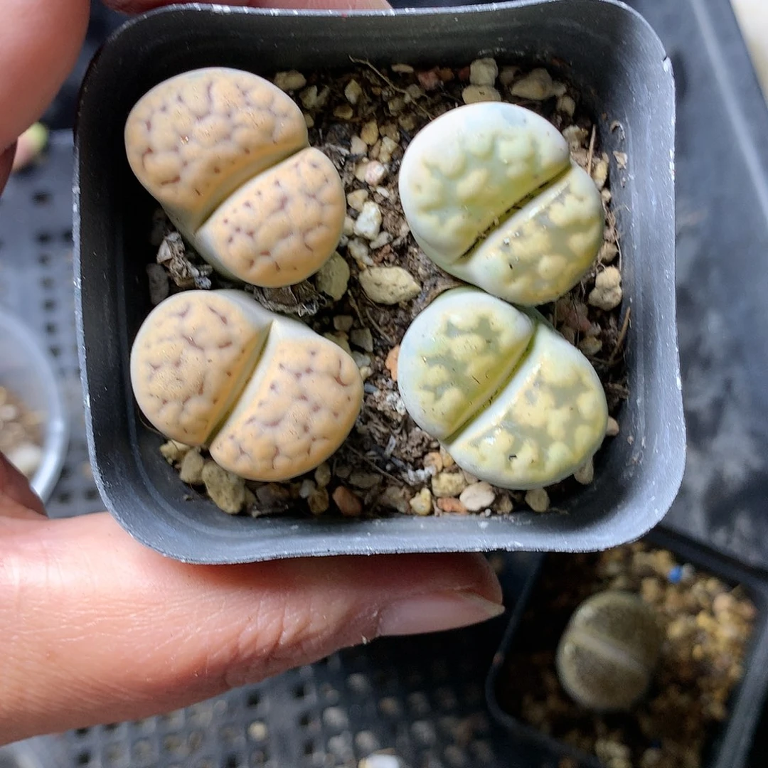 T410多肉植物保护