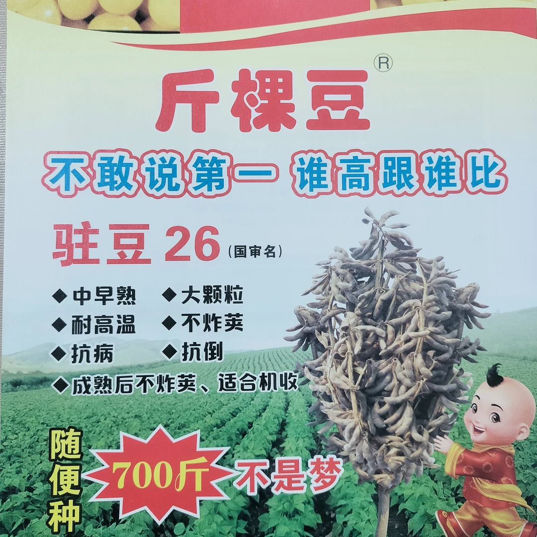 斤棵豆：驻豆26高产管理技术方案包一