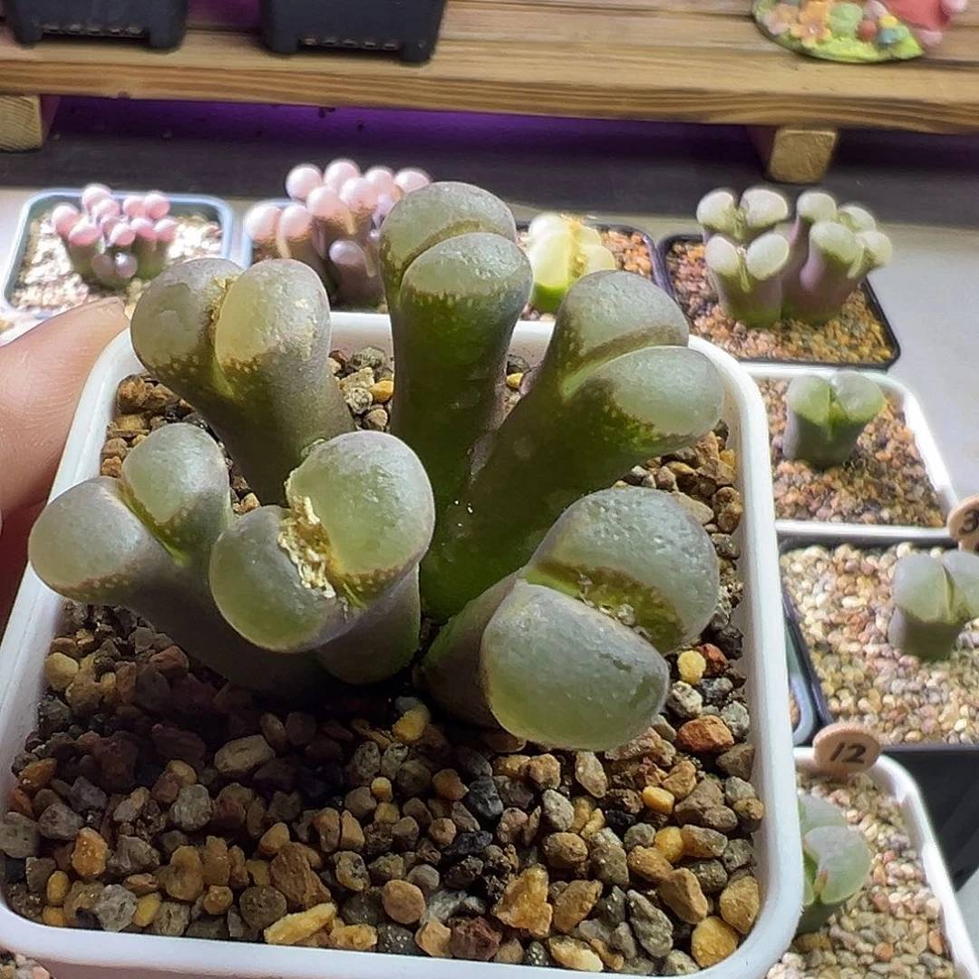 奶****葵炸福利。