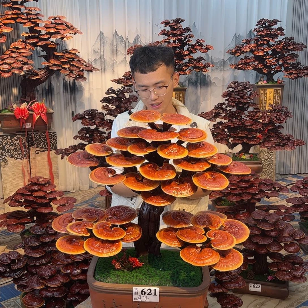 无花朵58888888888