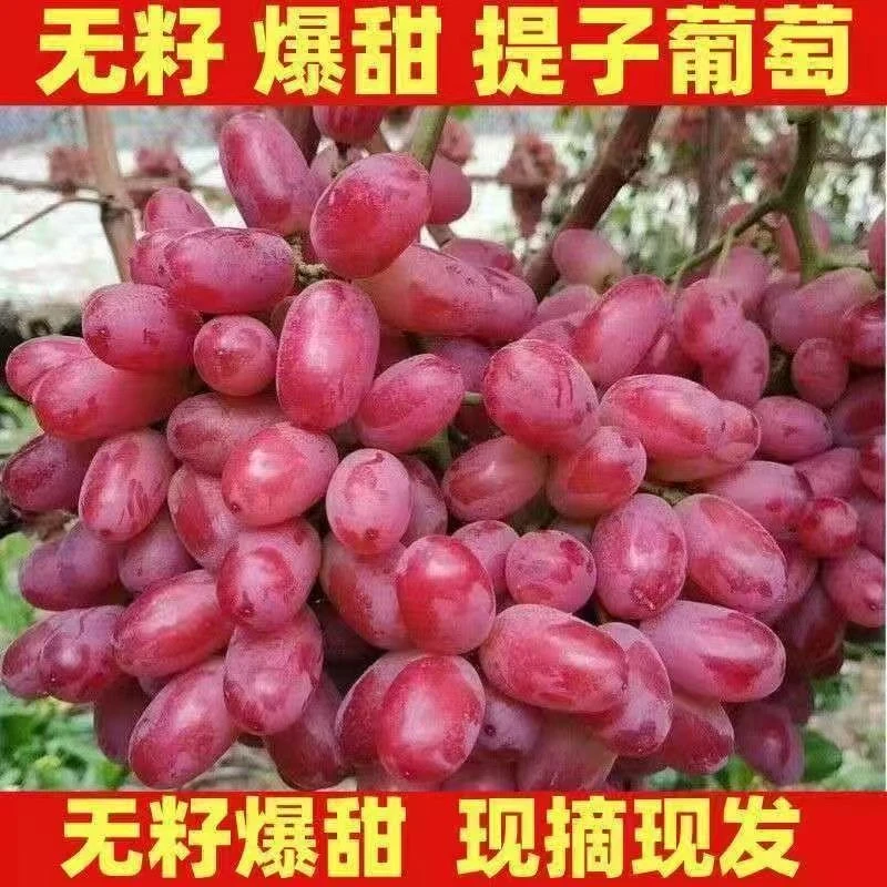 当季新鲜葡萄现摘现发无籽克伦生提子现摘现发老少皆宜甜薄皮无核
