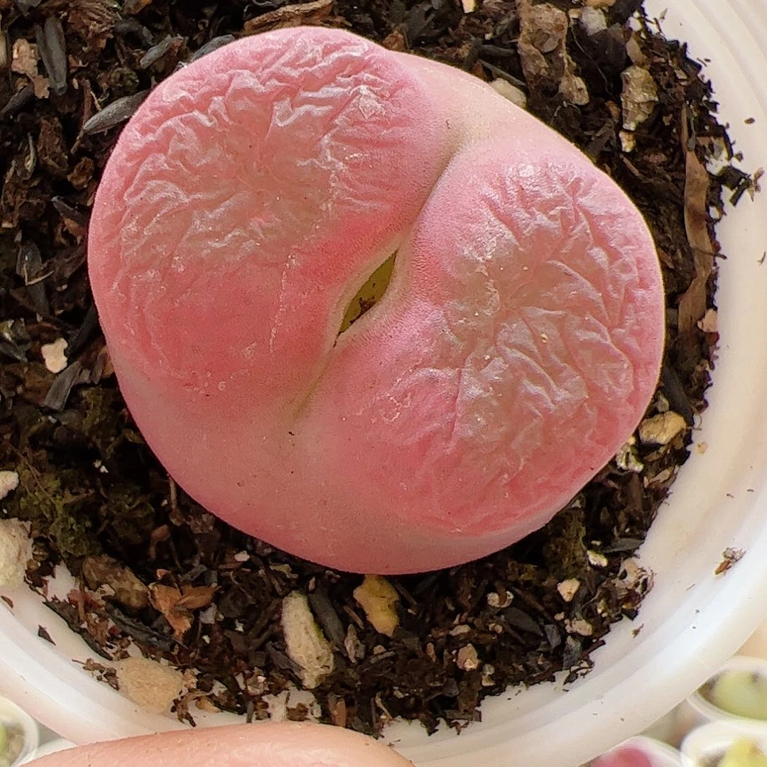 【闪购商品】49 瑕疵