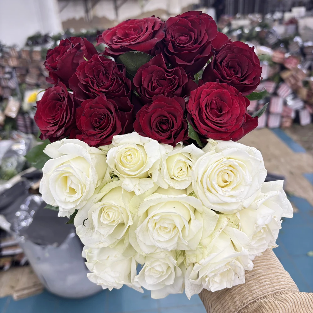 【玫瑰组合】单头玫瑰新鲜鲜花花束云南鲜花基地直发适合客厅装饰