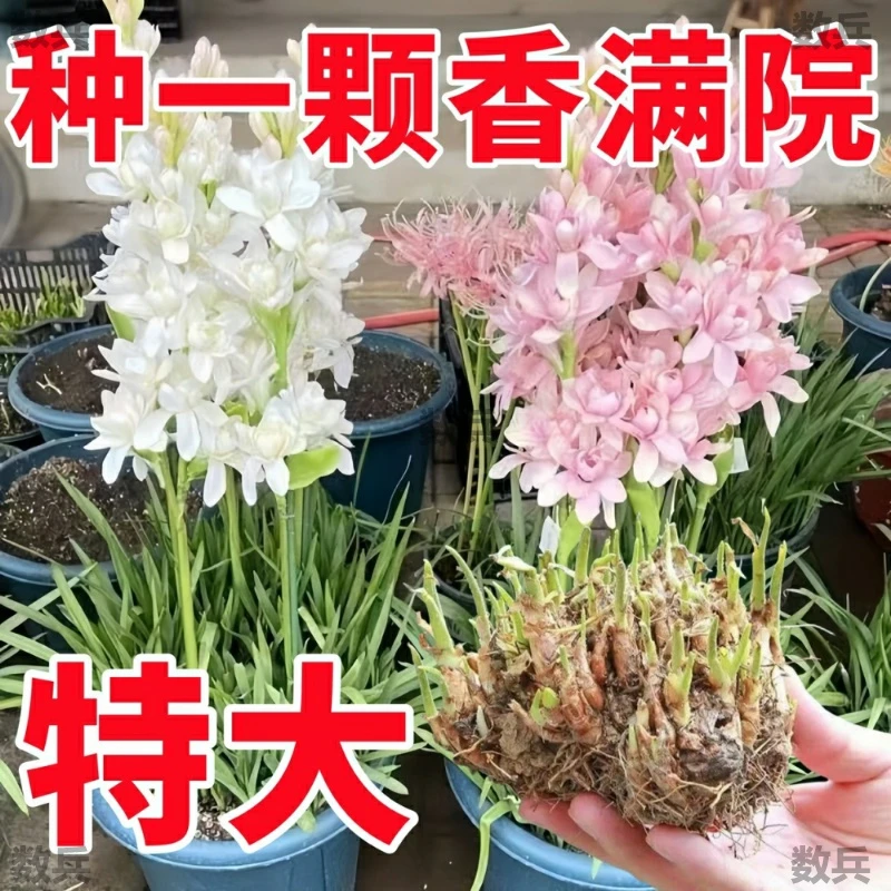 晚香玉种球重瓣大花球根带多芽多年生浓香型切花庭院阳台花卉盆栽