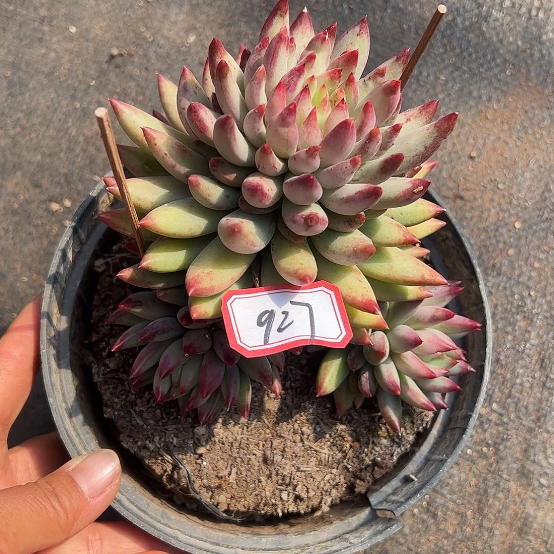 ✿****927号虞美人，一物一拍