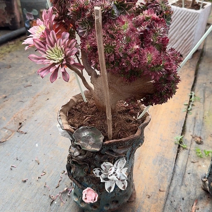 水仙法师老庄缀化