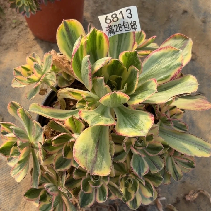 D.    6813青花瓷多肉