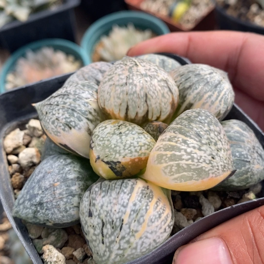 一颗实生丸叶白银锦