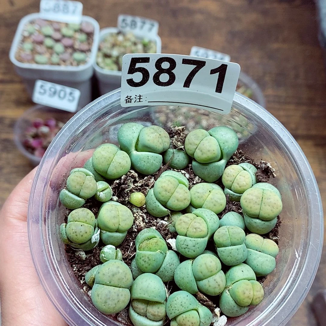 5871绿招福啦啦啦啦啦
