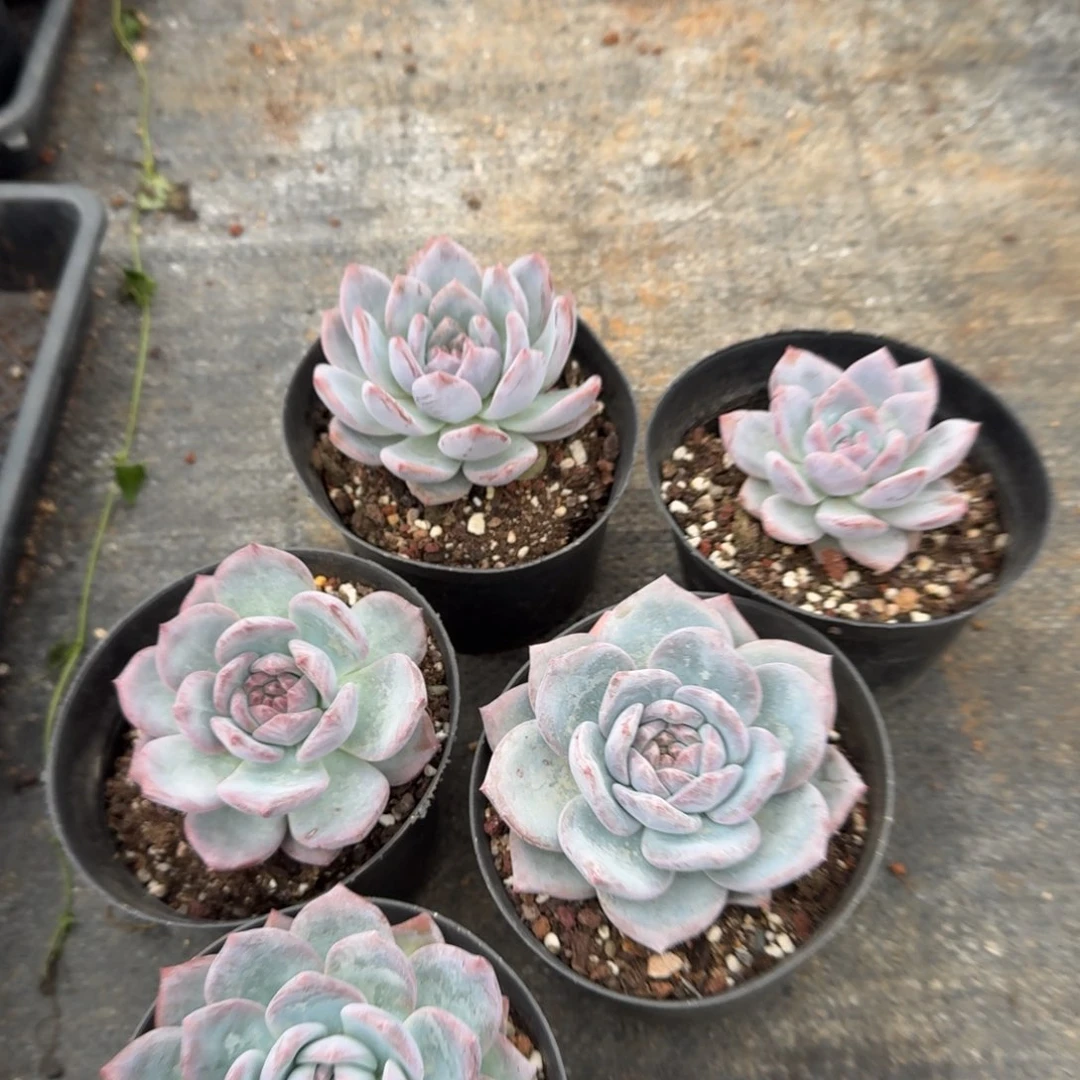 23-26梦露杂交五颗量拍