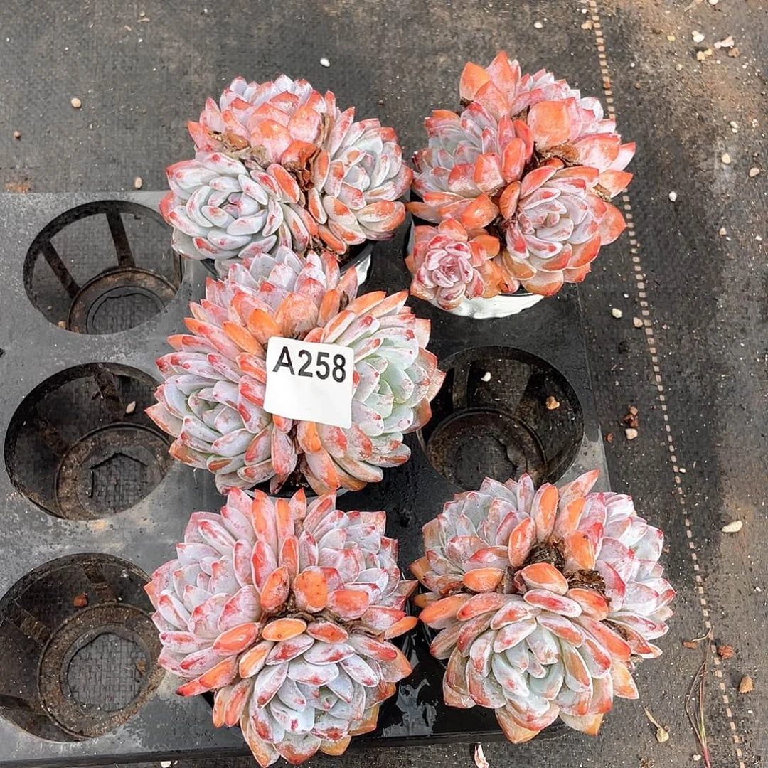 258多肉植物多肉植物