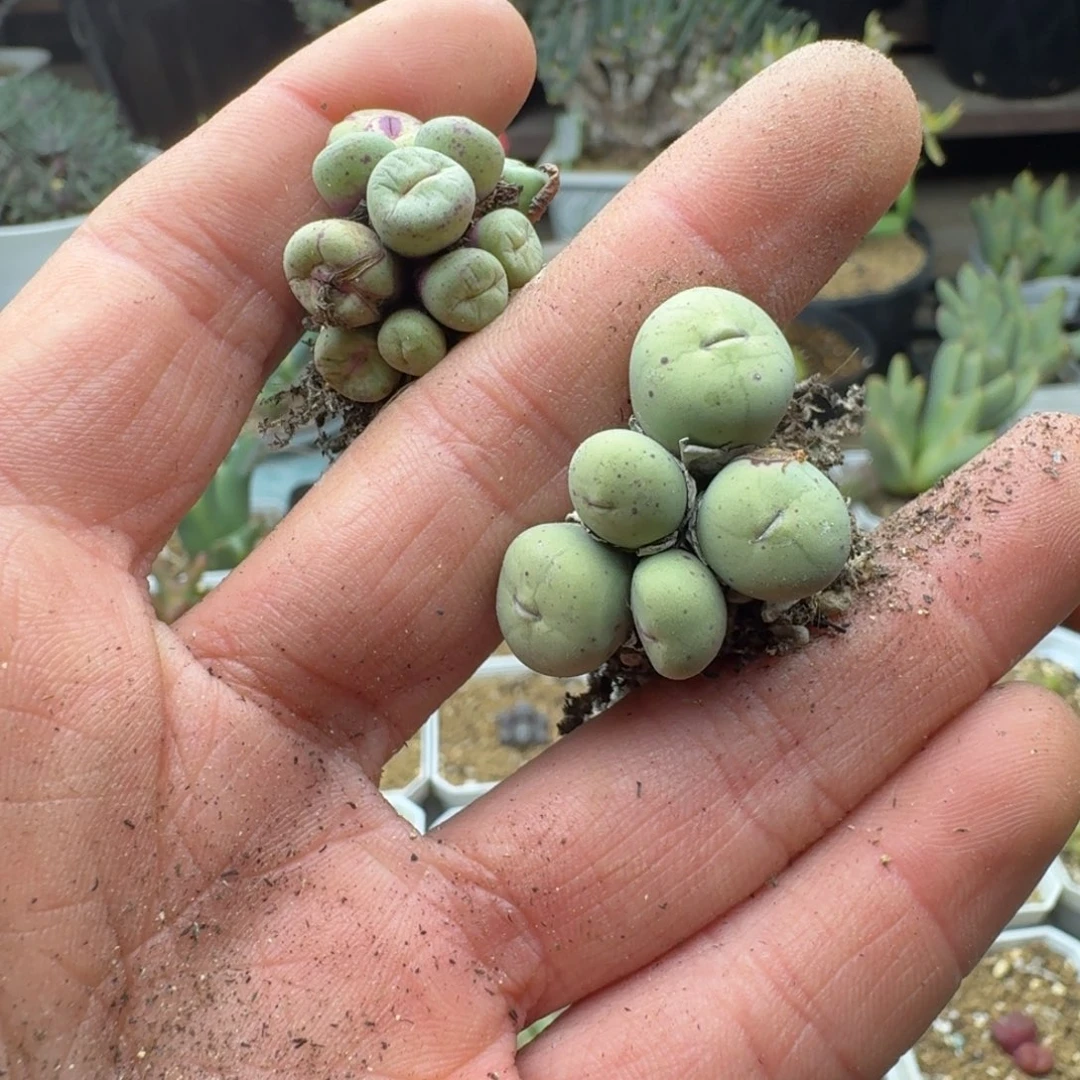 郭***?小红嘴多肉。