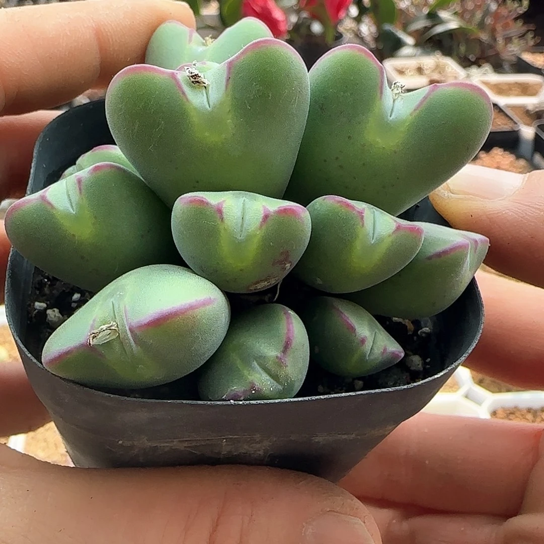 白*28包邮脱土发货29540